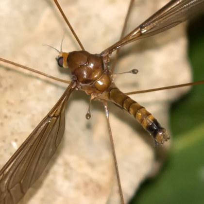 Crane Fly (Leptotarsus sp zb) (Leptotarsus sp (zb))